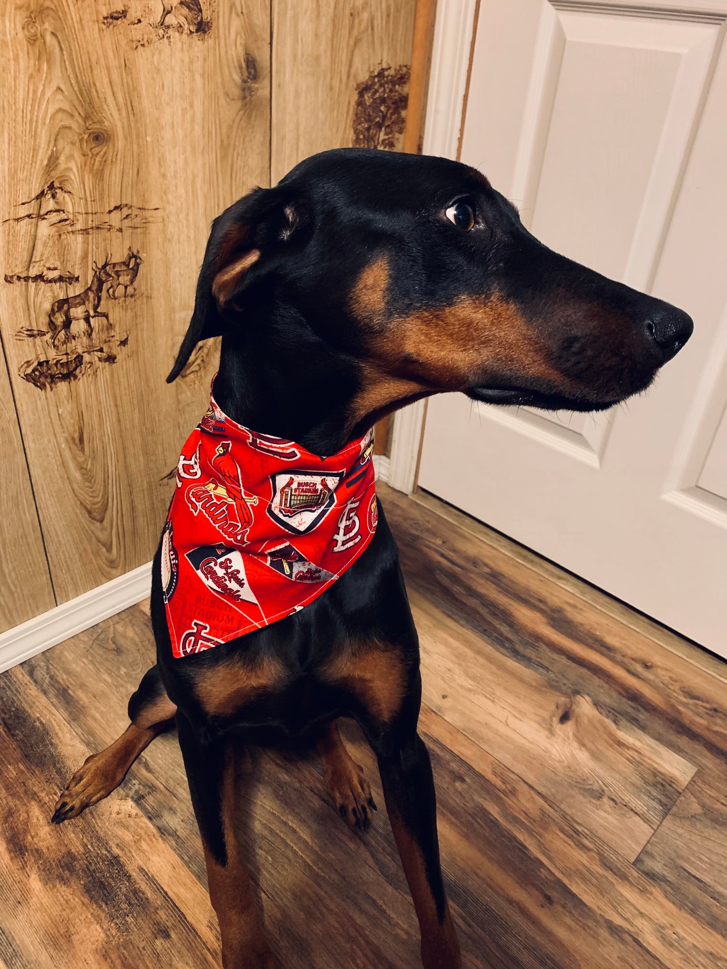 Cardinals Bandana