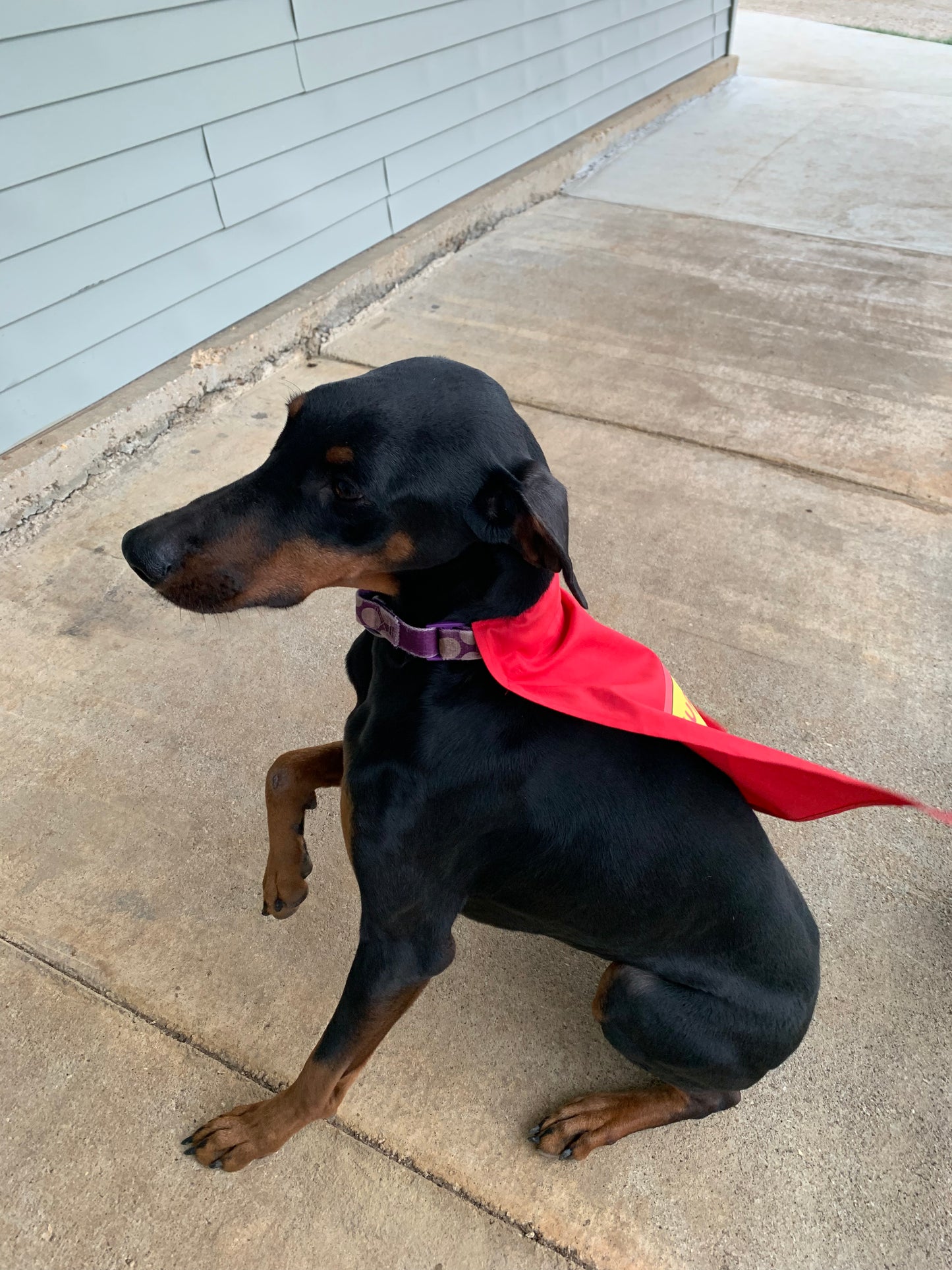 Super Pup Cape