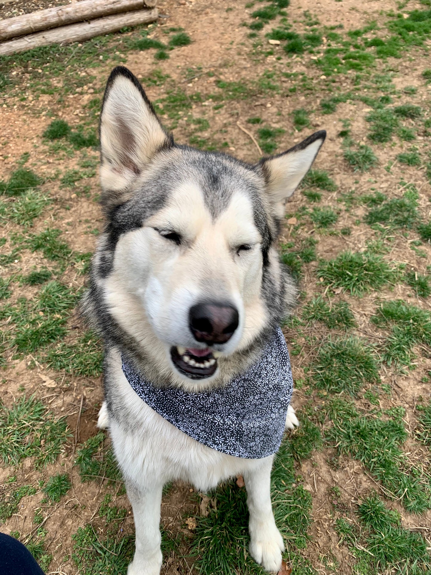 Picnic Bandana