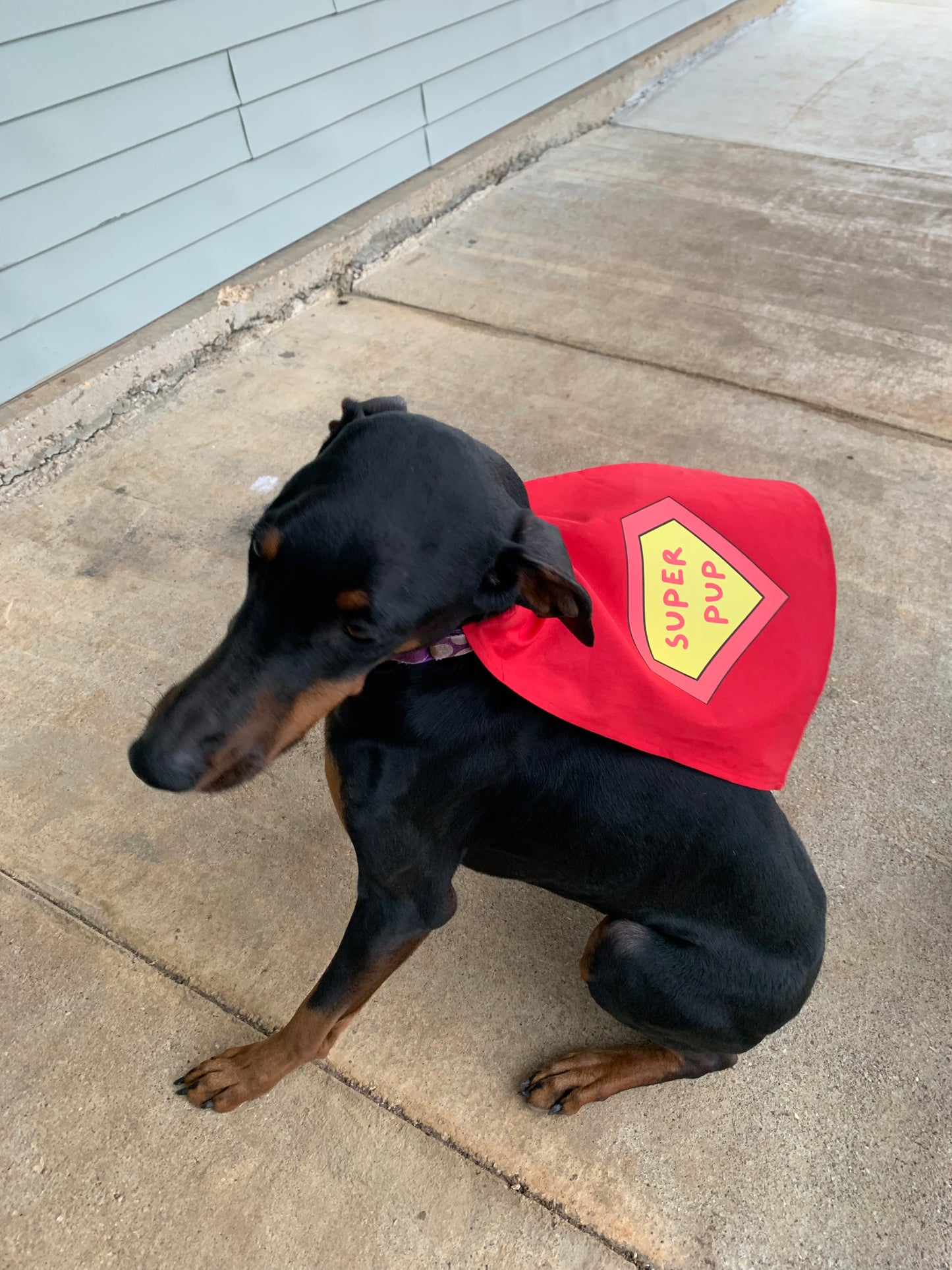 Super Pup Cape